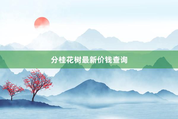 分桂花树最新价钱查询
